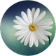 Daniella Abi Said profil fotoğrafı