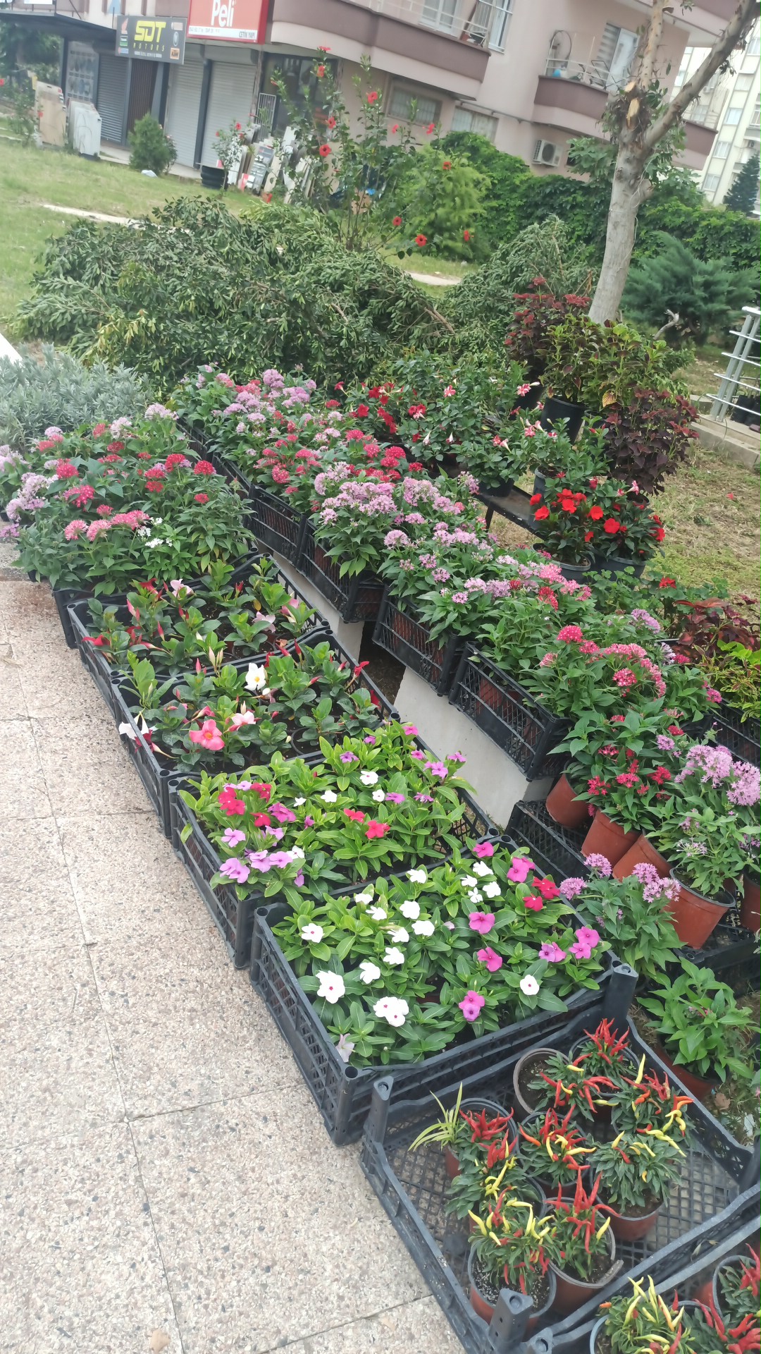 Mersin Flower 33